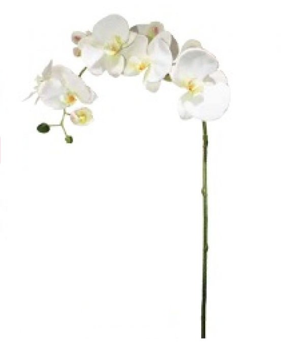 FLOR ORQUÍDEA PHALAENOPSIS 3D B