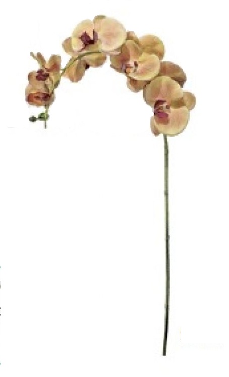 FLOR ORQUÍDEA PHALAENOPSIS 3D B