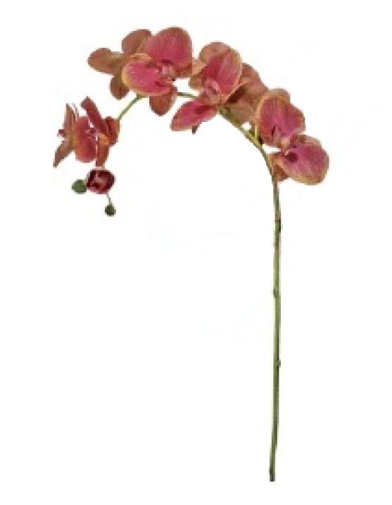 FLOR ORQUÍDEA PHALAENOPSIS 3D B