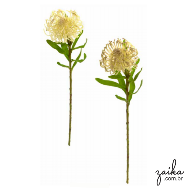 HASTE PROTEA