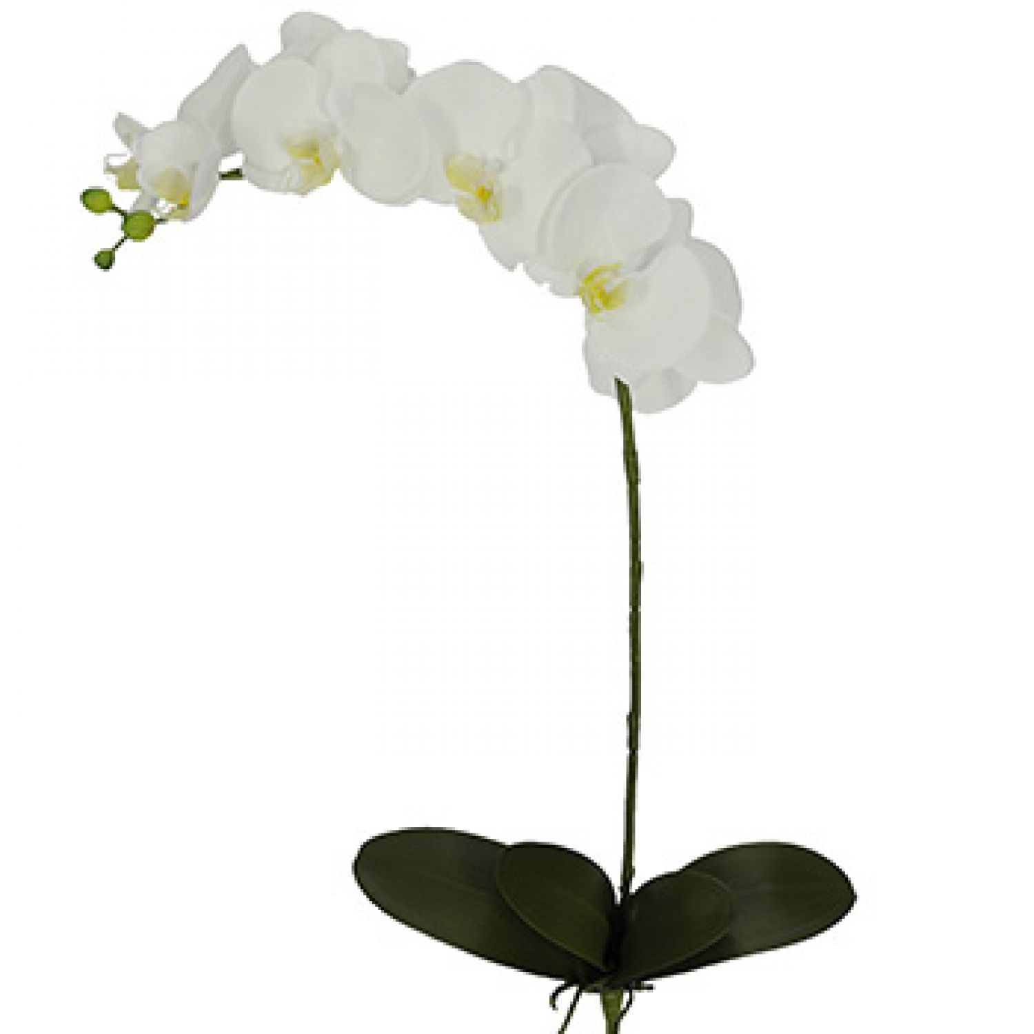 ORQUIDEA BRANCA TOQUE REAL COM RAIZ