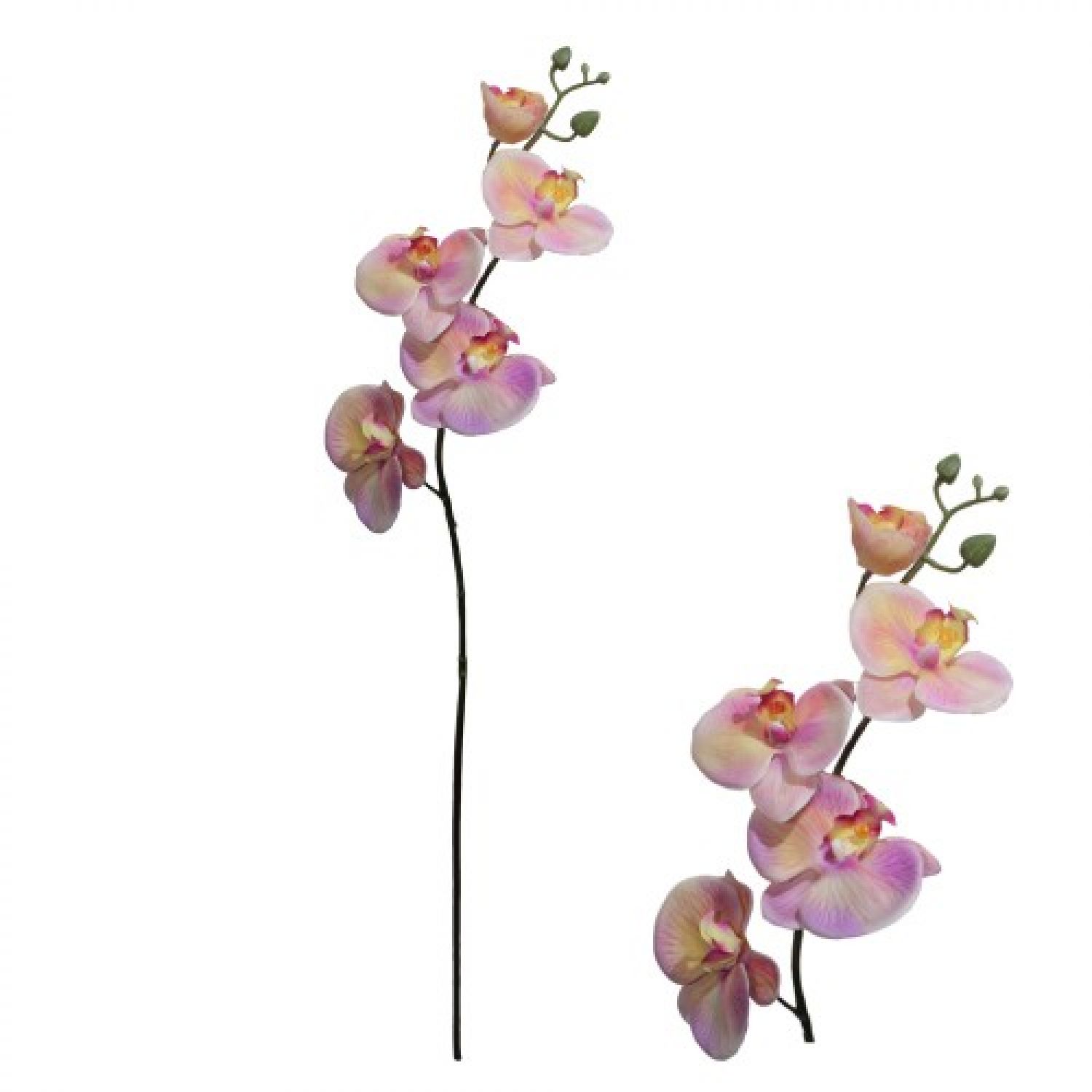 ORQUÍDEA PHALAENOPSIS BRANCA 